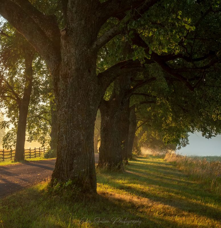 пейзаж, аллея, туман, свет, солнце, рассвет На утренней аллееphoto preview