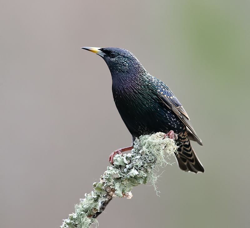 european starling, обыкновенный скворец, скворец, зима European Starling - Обыкновенный Скворецphoto preview