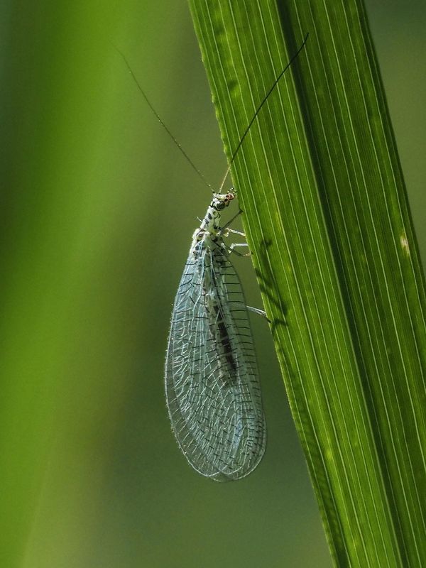бабочки златоглазка перламутроваяphoto preview