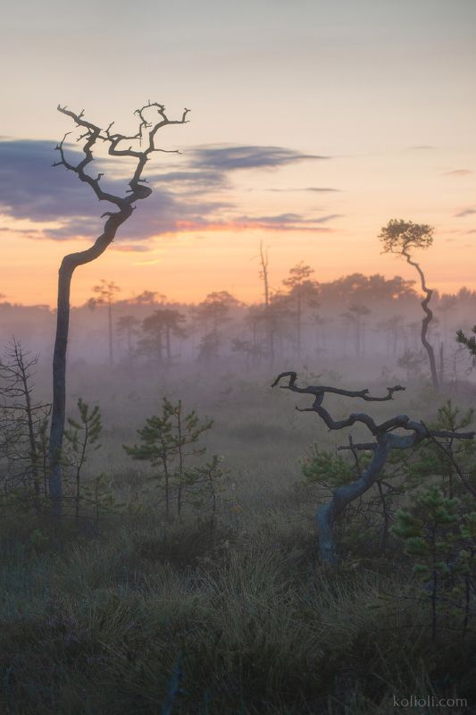 болото, ленинградская область, туман, паутинки, карельский перешеек Туманное утро на болоте и паутинкиphoto preview