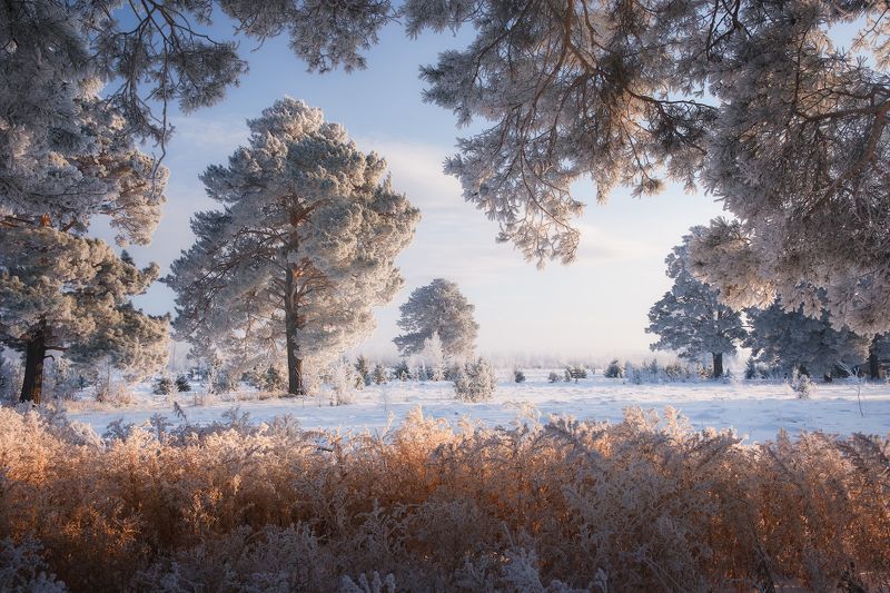 зима, мороз, снег, иней, деревья Поёт зима — аукает, мохнатый лес баюкает...photo preview