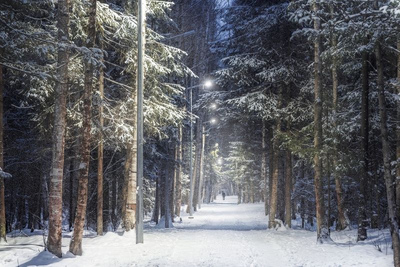 лес, зима, снег, вечер, ночь Вечерний лесphoto preview