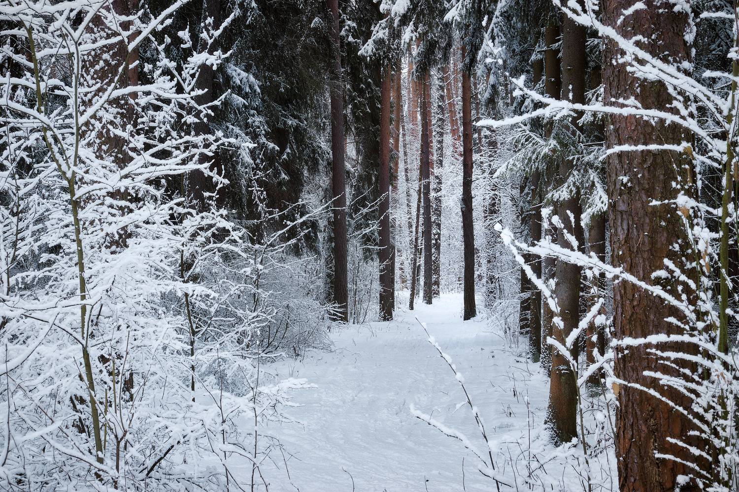 В зимнем лесу. Автор: Валерий Вождаев , Валерий Вождаев