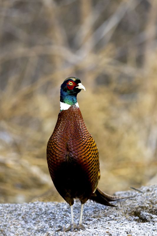 природа ***photo preview