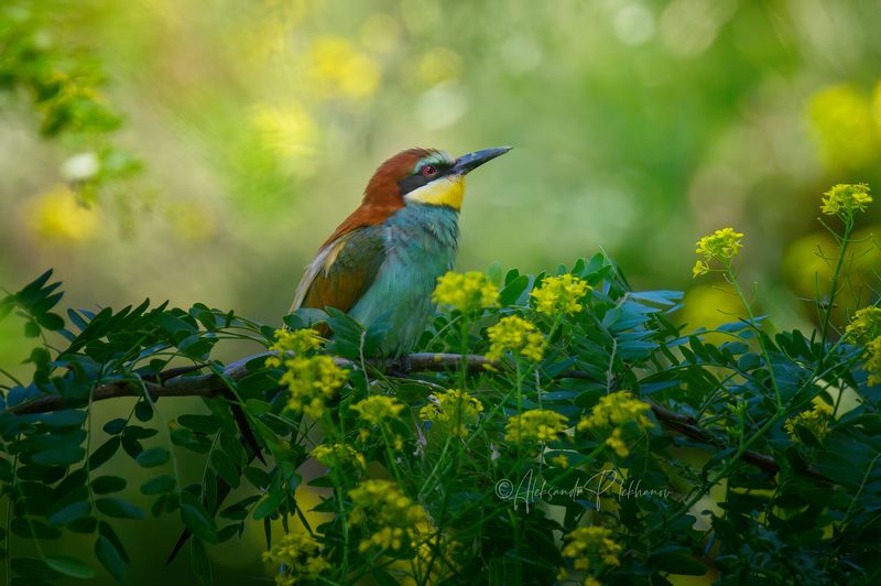 Всё живое тянется к светуphoto preview