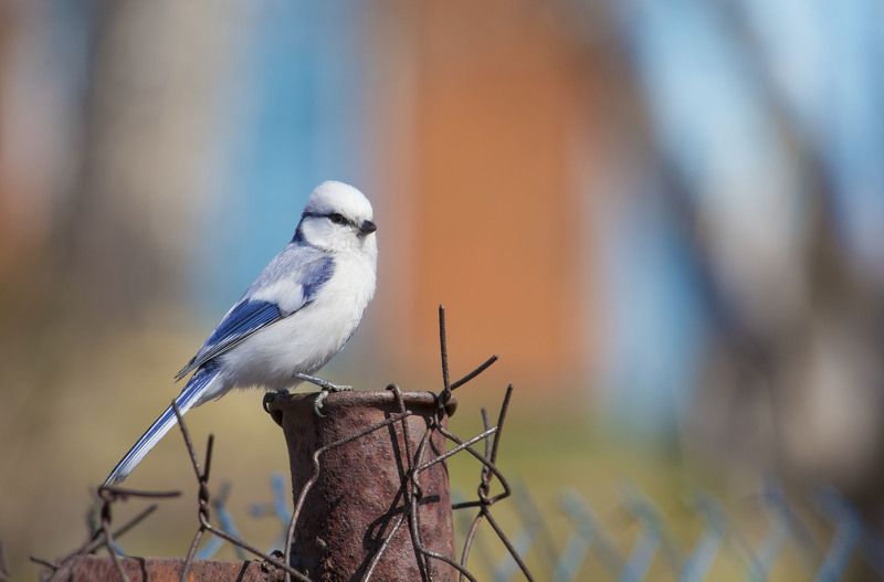 князёк, белая лазоревка, птица, птицы, весна, новосибирск Дачный певецphoto preview