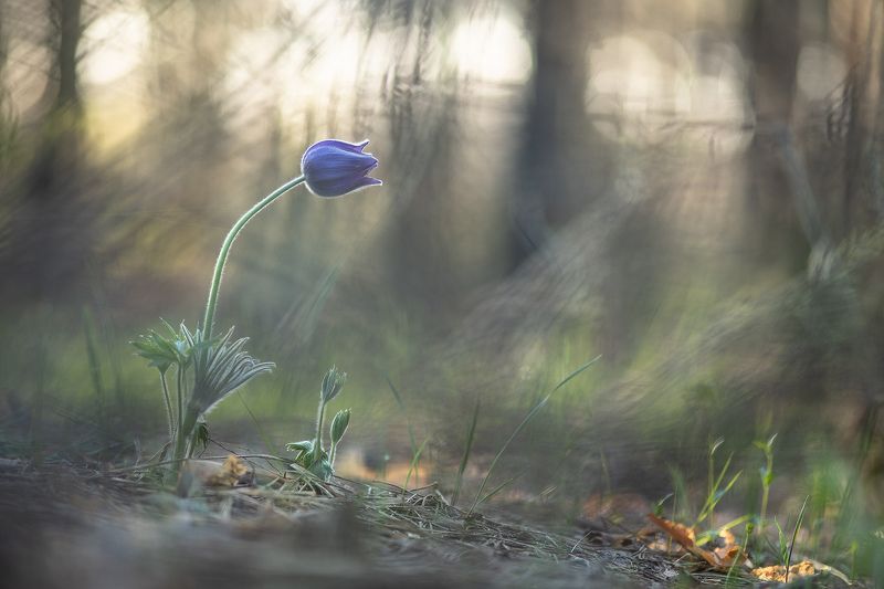 сон трава, россия, весна, апрель, воронеж, красота, nikon d 850, готические сны, carl zeiss makro-planar t* 100mm f/2 zf.2 А утром сон...photo preview