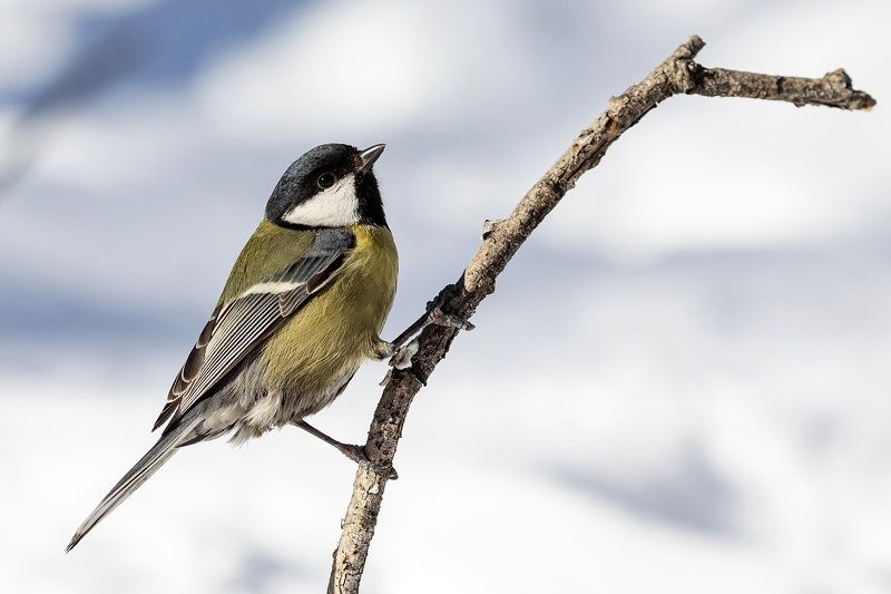 Синица фото превью