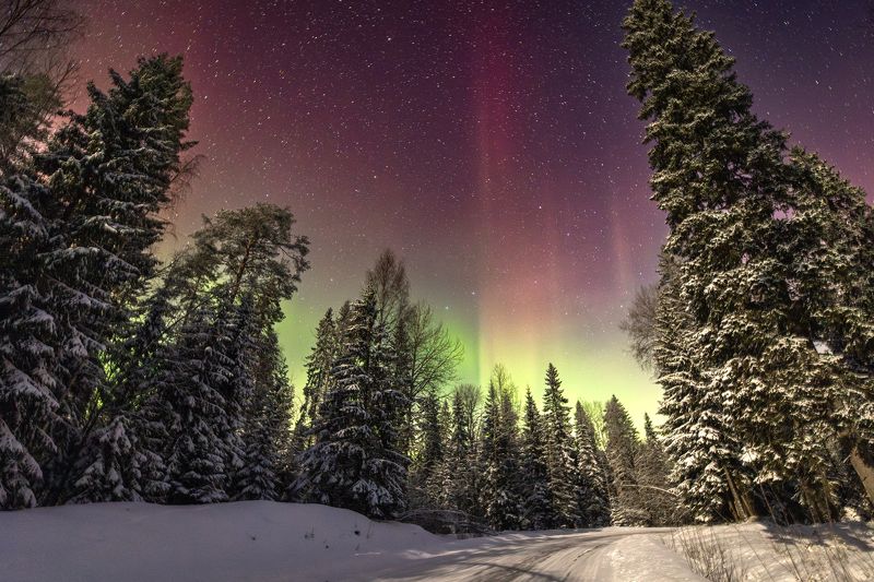 северное, полярное, сияние, аврора, лес, зима, ночь photo preview