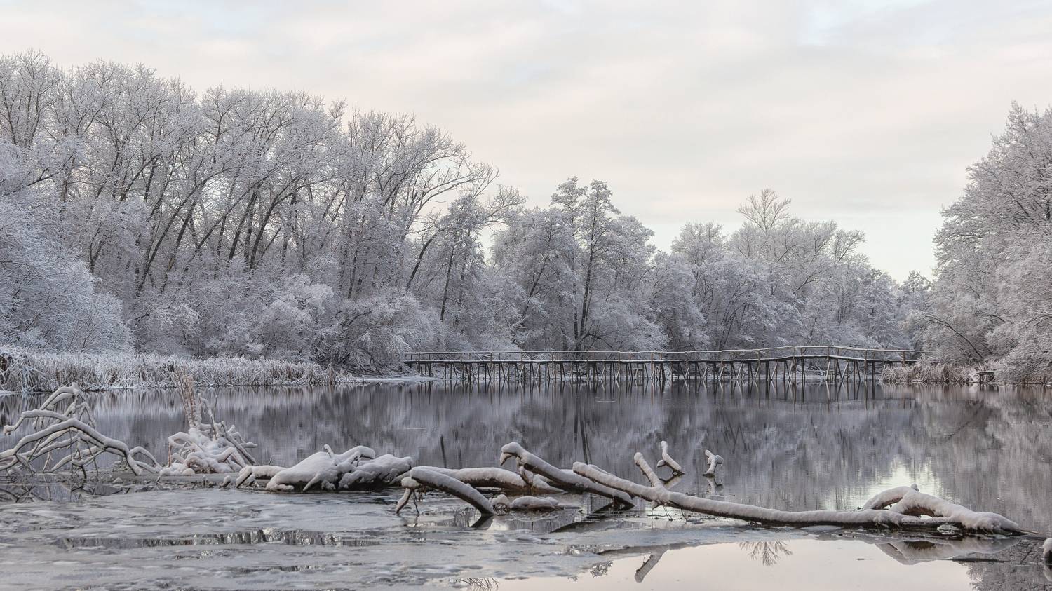 Снежное утро января. Автор: Alexander Eliseev , Alexander Eliseev