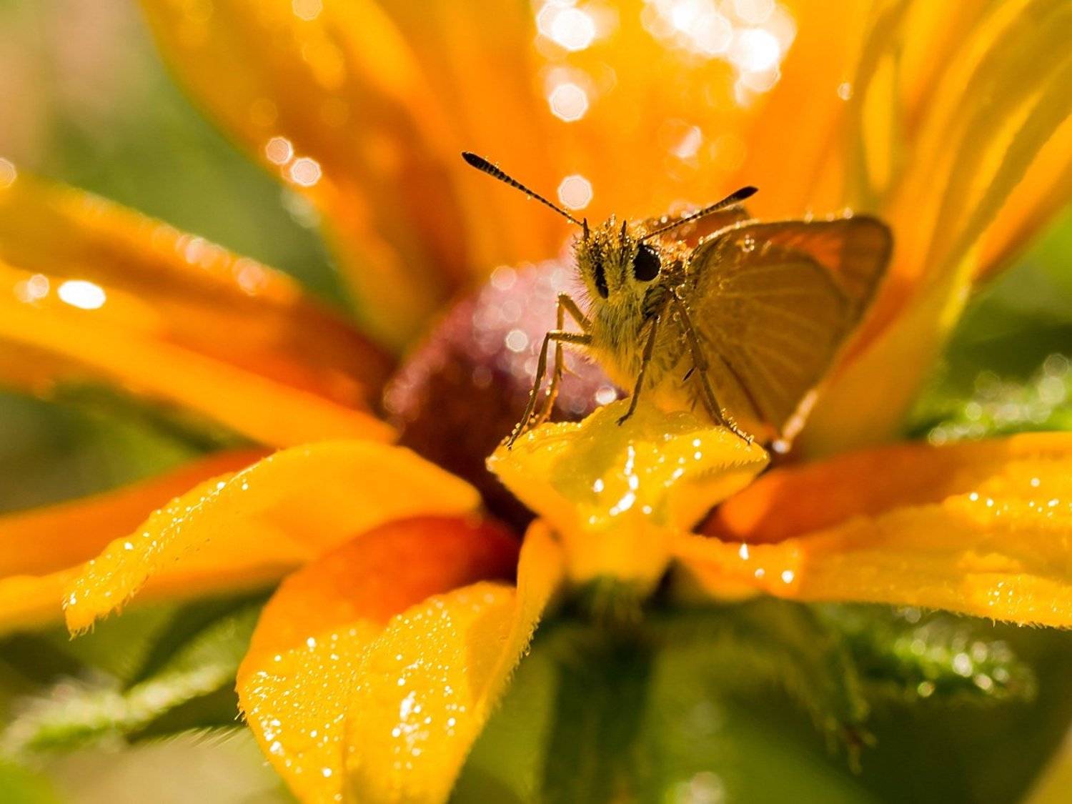 толстоголовка, бабочка, Ирина Белотурова
