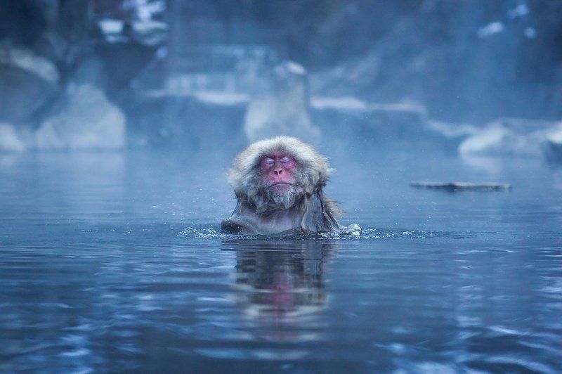 япония, обезьяна Блаженствоphoto preview