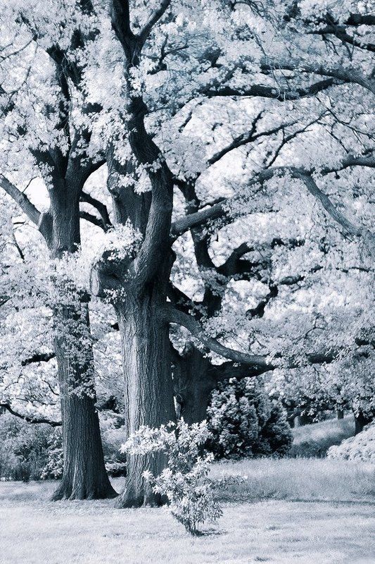 природа, лес, линии, пятна, монохром ***photo preview