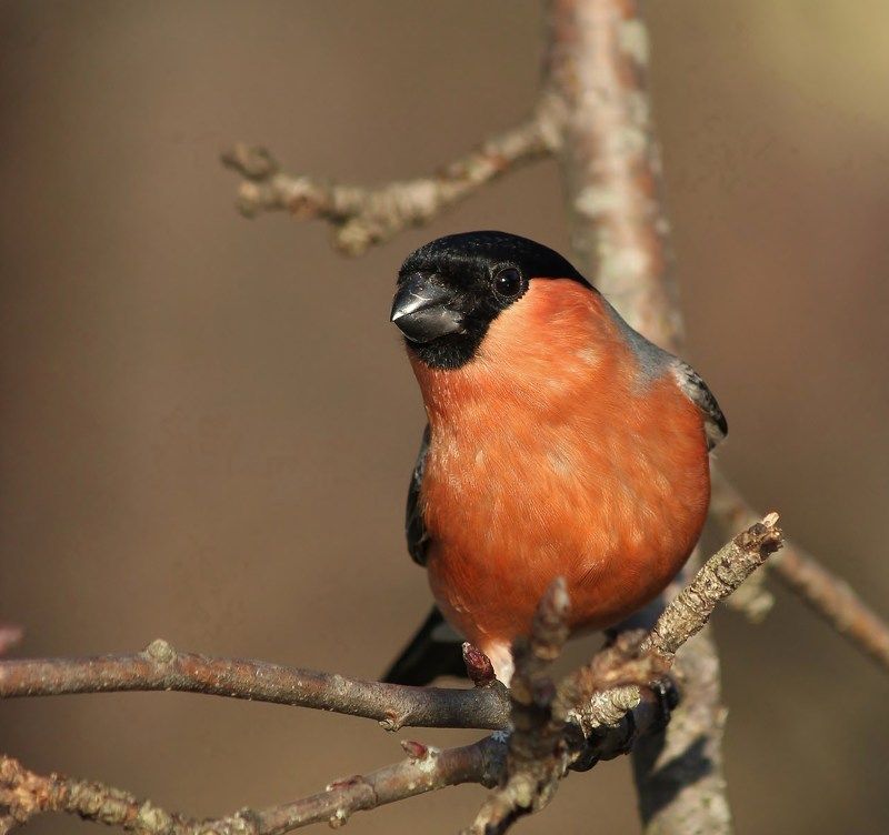 любопытствоphoto preview