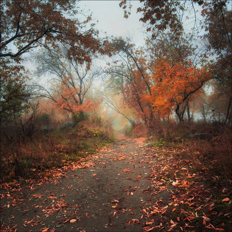 По осенним тропамphoto preview