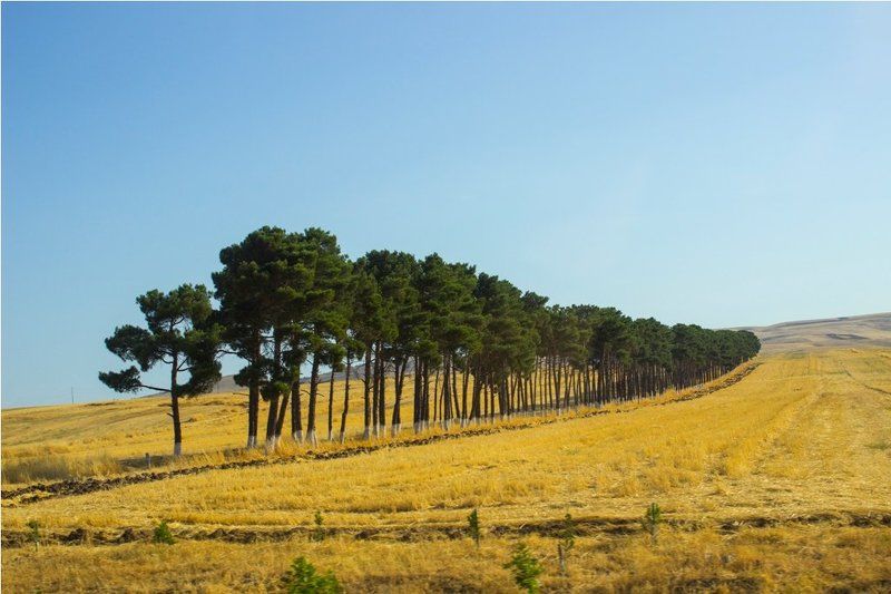 Зульфия Агаева, Azerbaijan