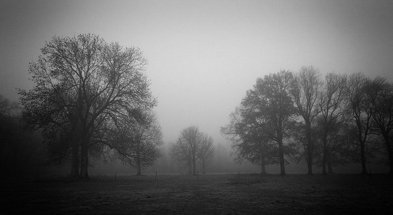 A Forestphoto preview