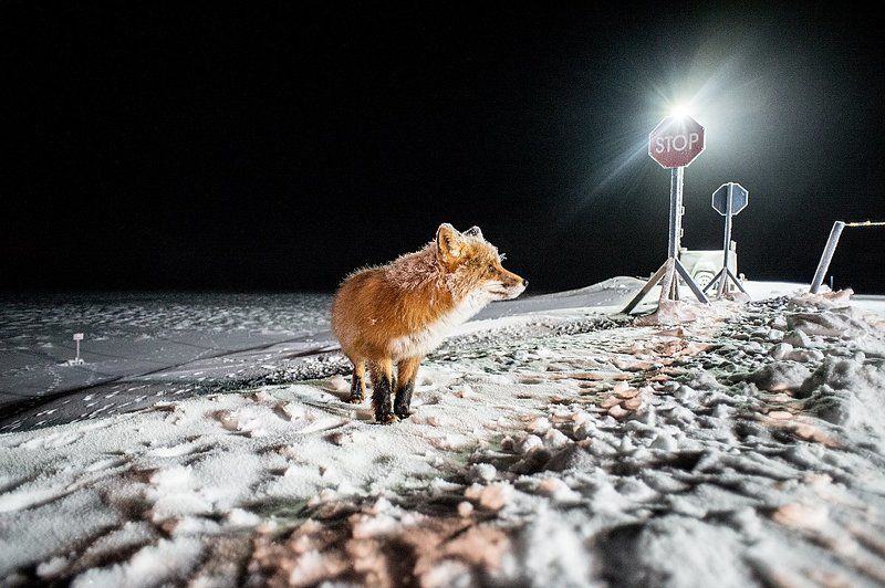 лис, Север, Чукотка, дорога Соседский визитphoto preview