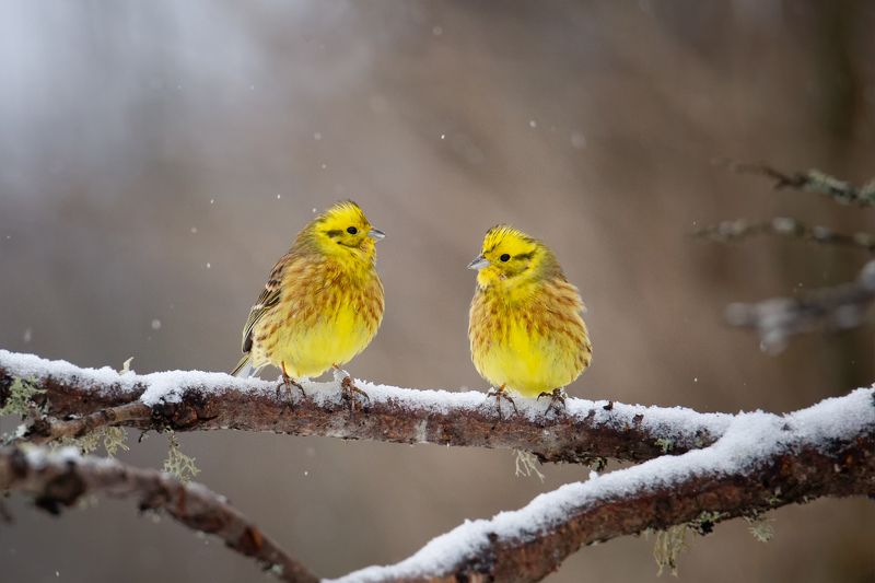 Овсянка, сэр. Две порции))photo preview