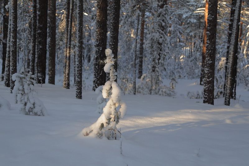 ... маленькой елочке холодно зимой...photo preview