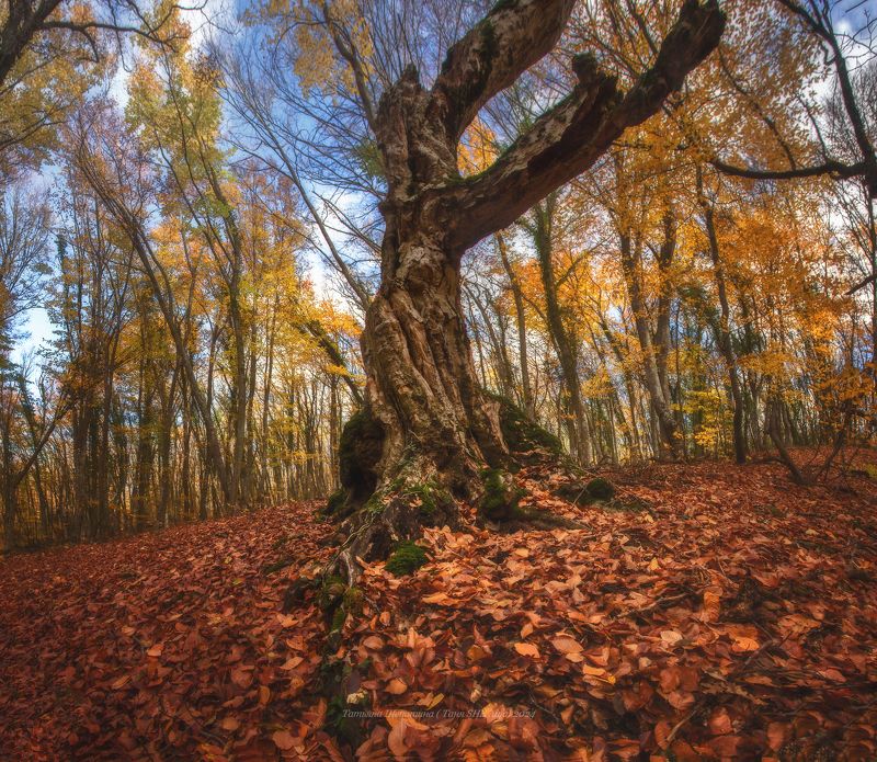 крым, севастополь, пейзаж, буки, закат, crimea, landscape, крымский пейзаж Крымские букиphoto preview