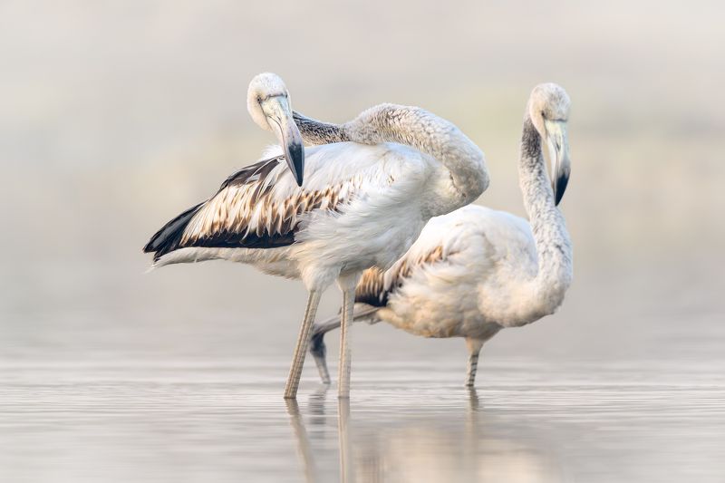 Flamingophoto preview