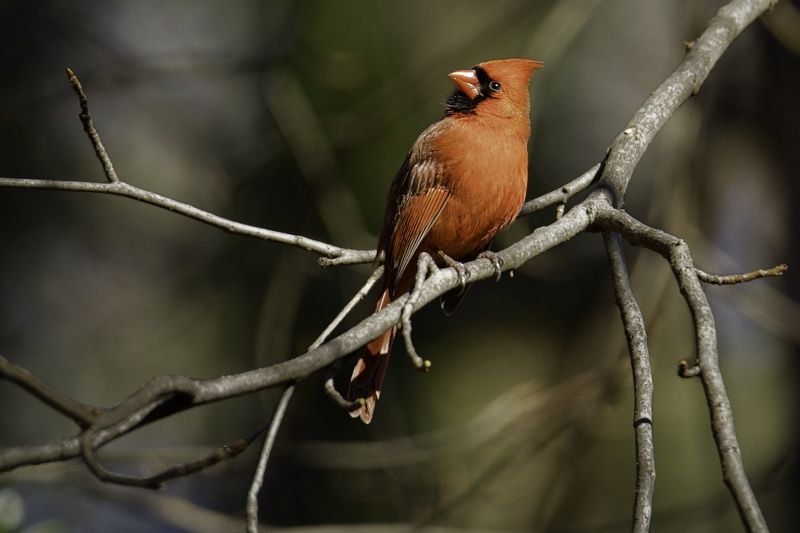 Northern Cardinal...Северный кардиналphoto preview