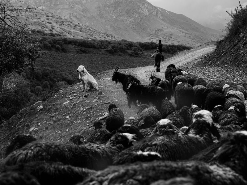 животные, черно, белое Охрана на местеphoto preview