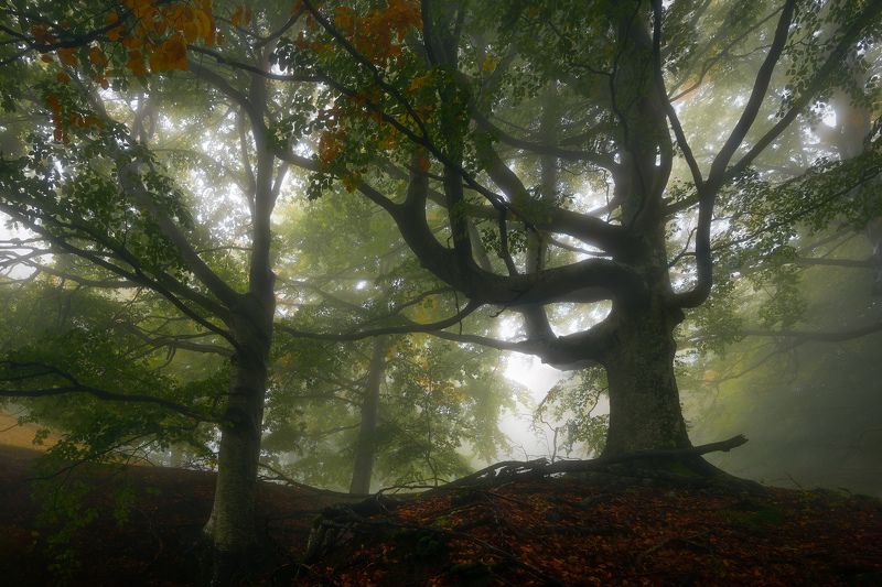 Strengthphoto preview