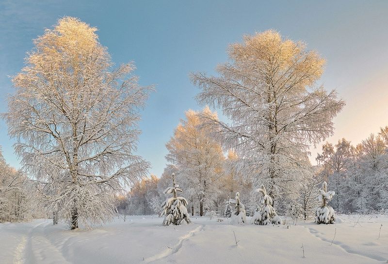зима снег солнце березы сосны После снегопадаphoto preview