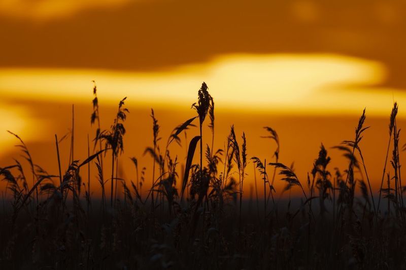 закат, зима, финский залив Зимний закат на Финском заливеphoto preview