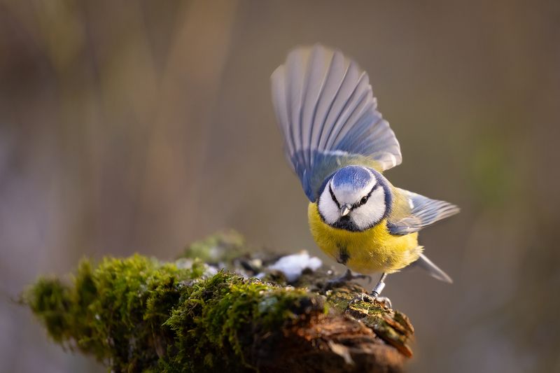 Titmousephoto preview