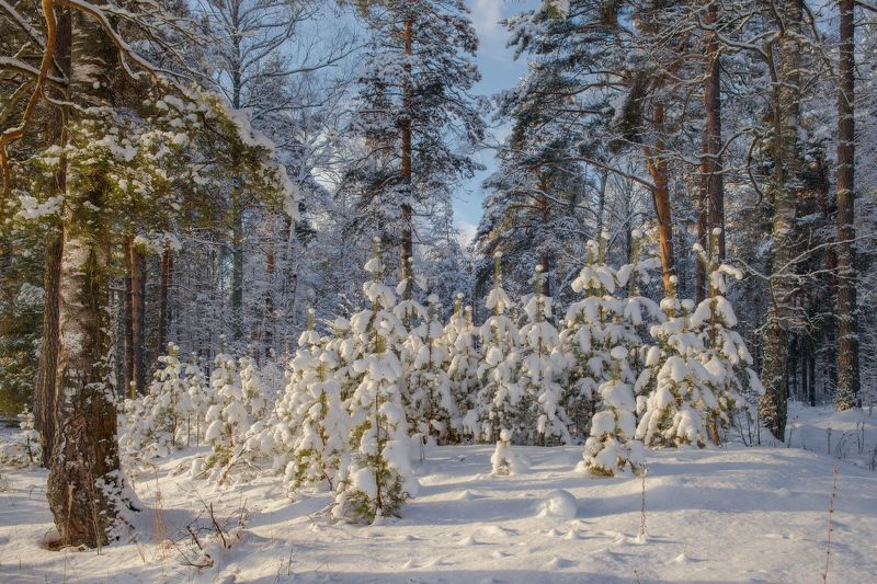 пейзаж январь лес опушка серково В солнечный деньphoto preview