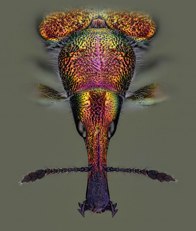 coleoptera, аttelabidae, rhynchites auratus, вишнёвый слоник, obelinis cigarsukis Вишнёвый слоникphoto preview