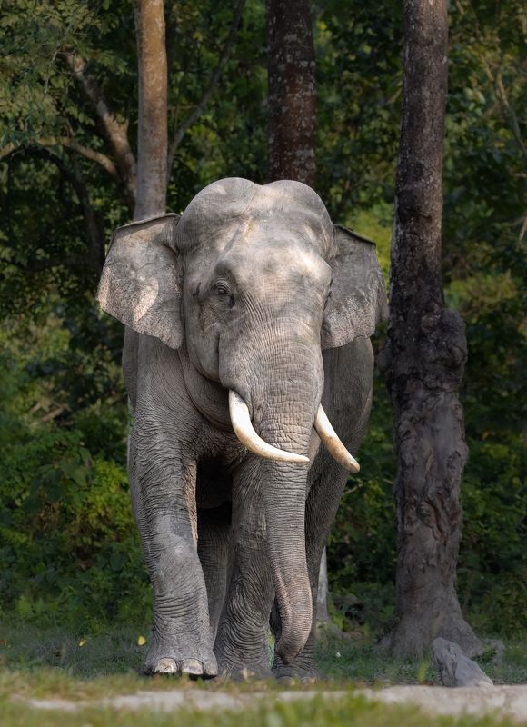 Animal, Wildlife, Nature The Hulkphoto preview