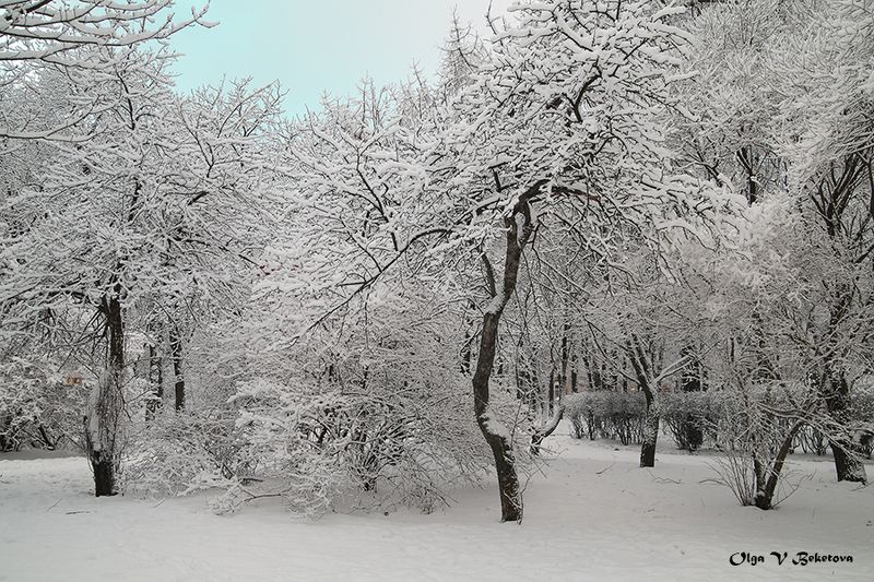 снег, ветки, деревья С Рождеством!!photo preview