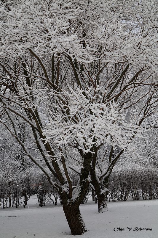 зима, пейзаж, деревья Ветви зимойphoto preview