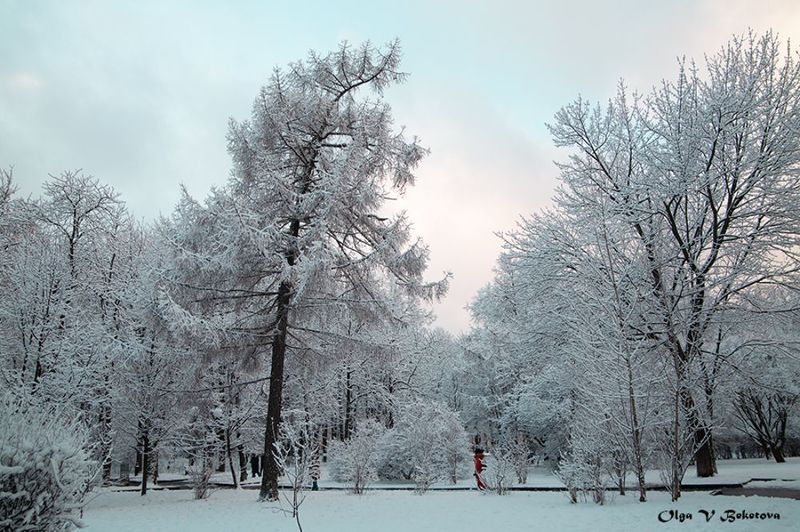 деревья. зима, природа Акварельный закатphoto preview