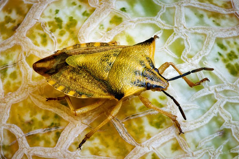 Клопphoto preview