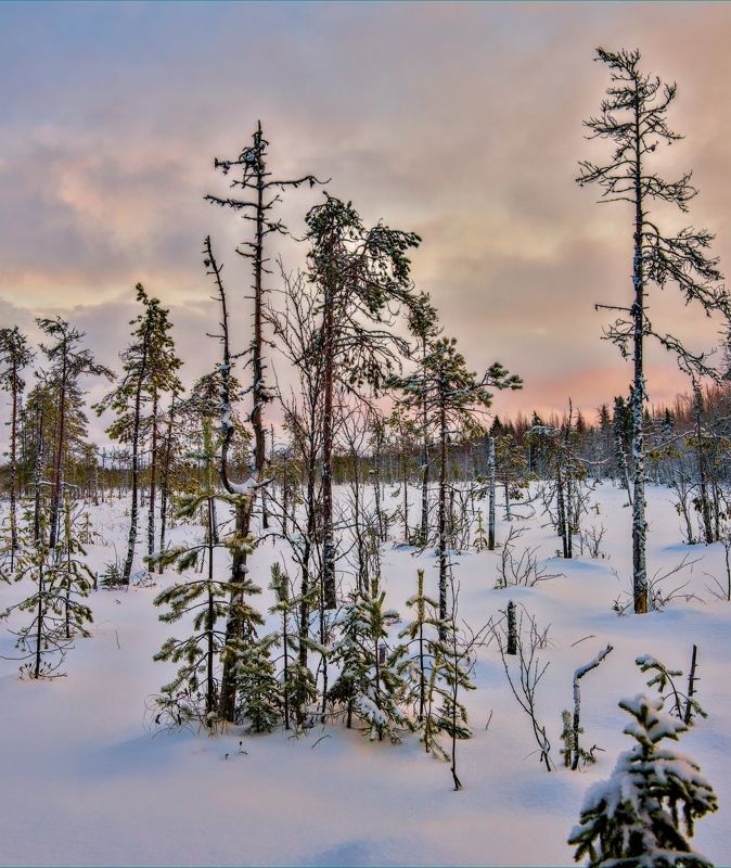 снег болото дерево закат мороз облака Зима пришлаphoto preview