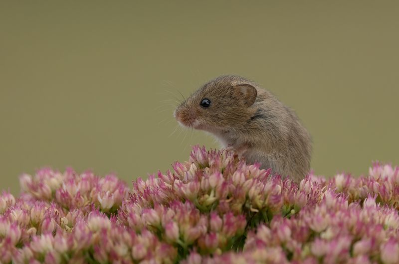 harvest mouse, mouse, rodent, animals, nature, wildlife, canon Harvest Mousephoto preview