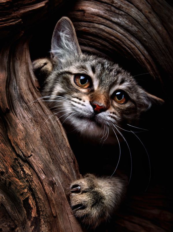 кот, животные Спасенышь Кузяphoto preview