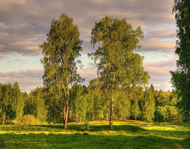 весна вечер лес березы Несказанный светphoto preview