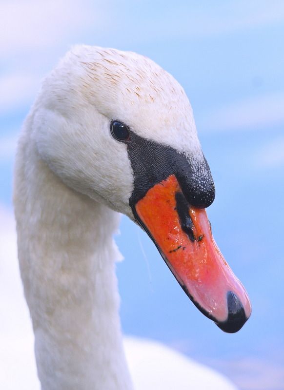 Посейдон и Амфитрита. Лебеди Старички.photo preview