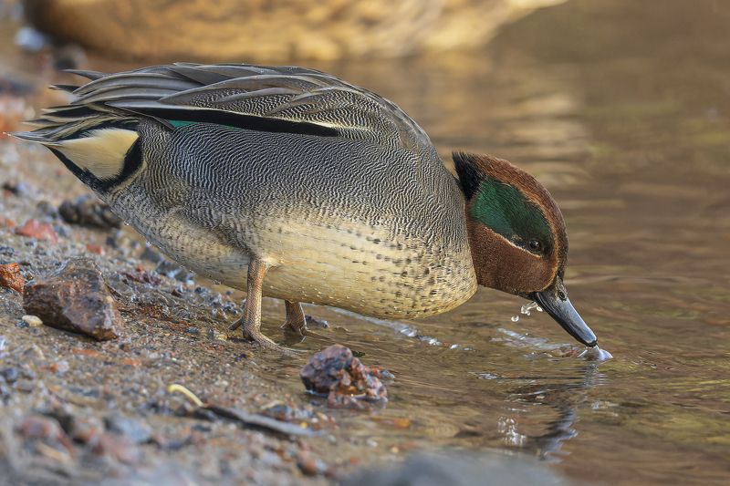 чирок-свистунок, утка, птицы, чирок, свистунок Чирок-свистунокphoto preview