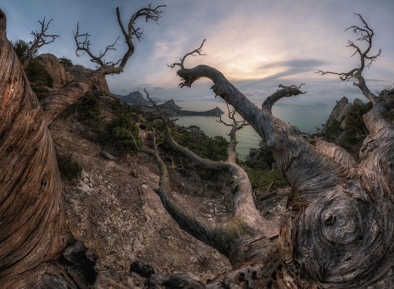 крым, новый свет, раасвет, Там на скрюченной сосне ...photo preview