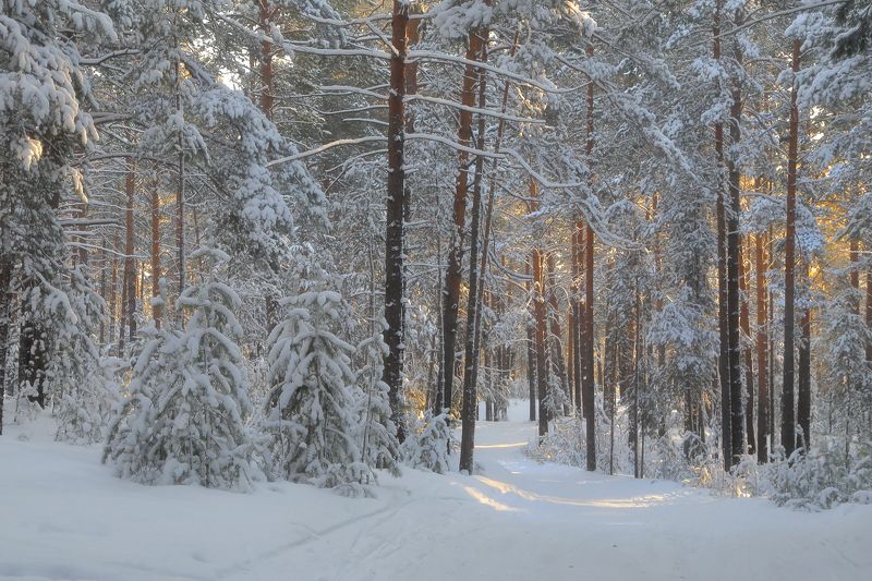 в зимнем лесуphoto preview