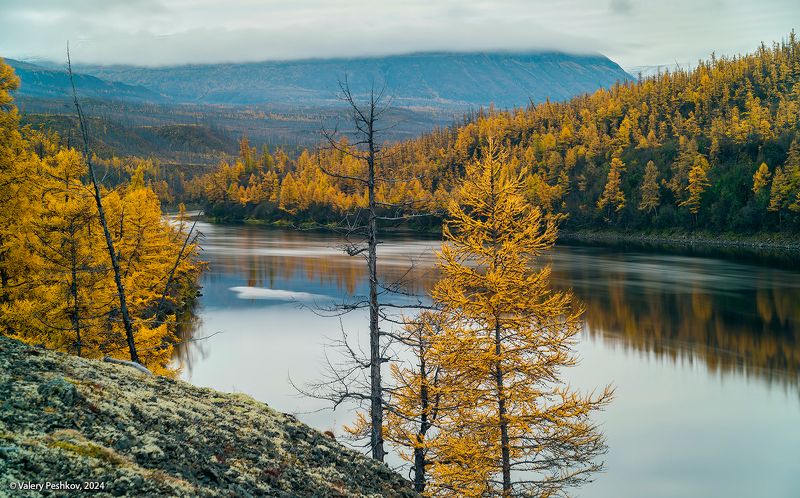 плато путорана, осень, лиственницы, река, курейка, таймыр, заполярье, база коваля, владимир коваль Задумчивая Курейкаphoto preview