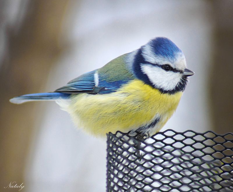 Лазоревкаphoto preview