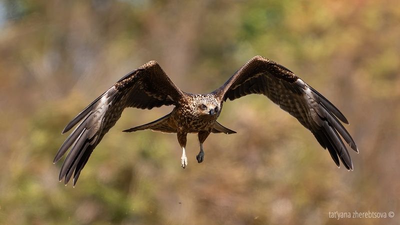 Черный коршунphoto preview